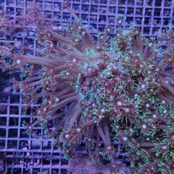 Goniopora A81 (46950)