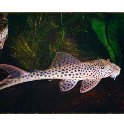 Aphanotorulus emarginatus L011- Redfin Tresher Pleco 7-8cm