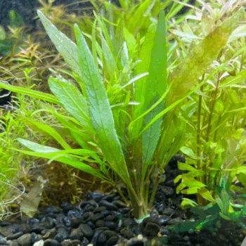 SG Hygrophila salicifolia - Bunch