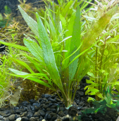 SG Hygrophila salicifolia - Bunch