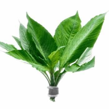 SG Hygrophila siamensis - Bunch