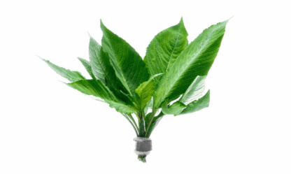 SG Hygrophila siamensis - Bunch