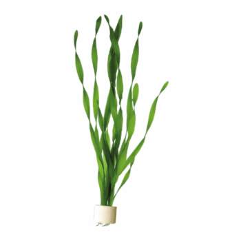 SG Vallisneria asiatica twisted leaf - Bunch