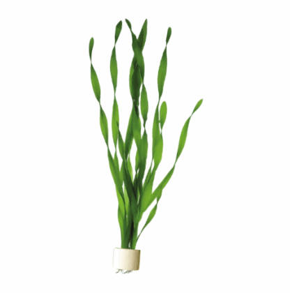 SG Vallisneria asiatica twisted leaf - Bunch