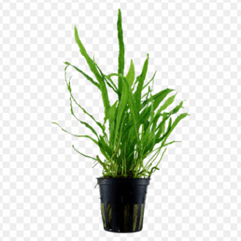 SG Microsorum minor thin leaves - pot