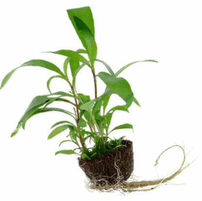Tropica Hygrophila Corymbosa 'Siamensis 53B' mini pot in single package