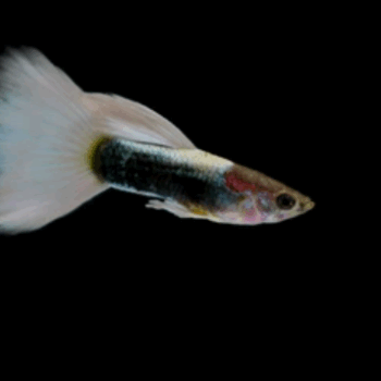 Poecilia reticulata- Guppy White Golden Male