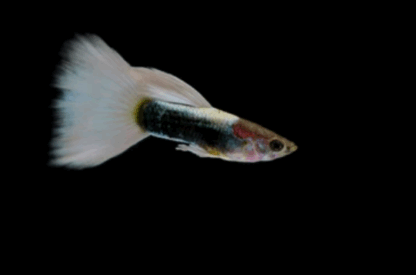 Poecilia reticulata- Guppy White Golden Male