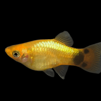 Xiphophorus Maculatus - Platy Golden Mickey Mouse