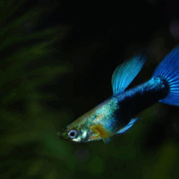 Poecilia reticulata-Blue Neon Guppy 3-4cm