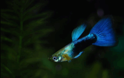 Poecilia reticulata-Blue Neon Guppy 3-4cm