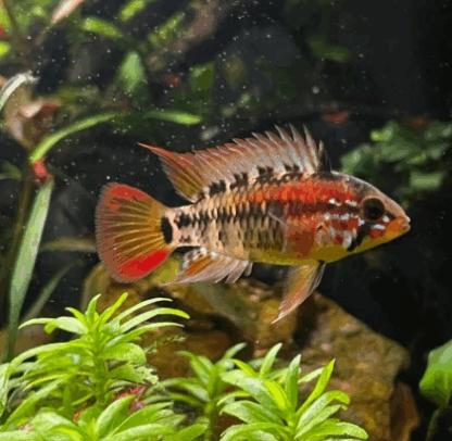 Apistogramma macmasteri- Redtailed dwarf Cichlid 2.5-3cm