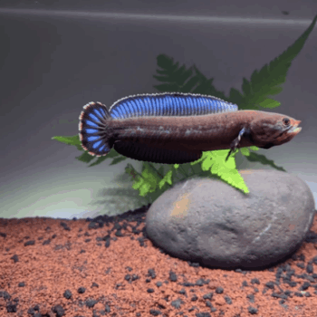 Channa andrao- Snakehead Andrao 8-10cm