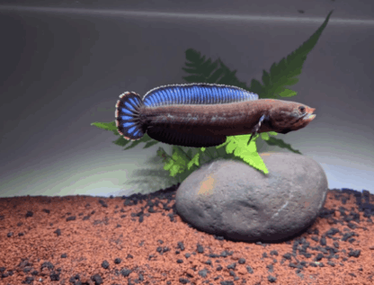 Channa andrao- Snakehead Andrao 8-10cm