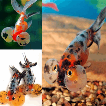 Carasius auratus - Calico Bubble Eye Goldfish 7cm