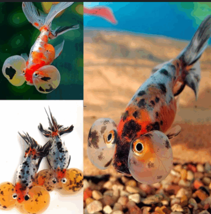 Carasius auratus - Calico Bubble Eye Goldfish 7cm