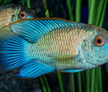 Andinoacara pulcher - Blue Neon Acara 4cm