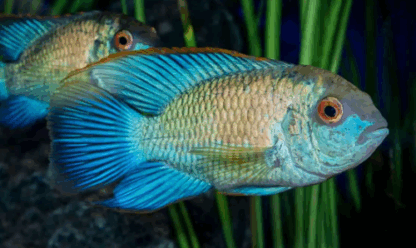 Andinoacara pulcher - Blue Neon Acara 4cm