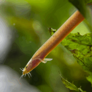 Pangio bitaimac- Bitaimac Neon Loach