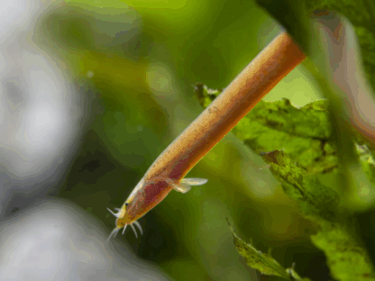 Pangio bitaimac- Bitaimac Neon Loach