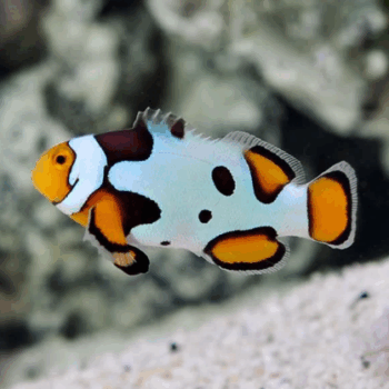 Amphiprion percula- Picasso Percula Clownfish