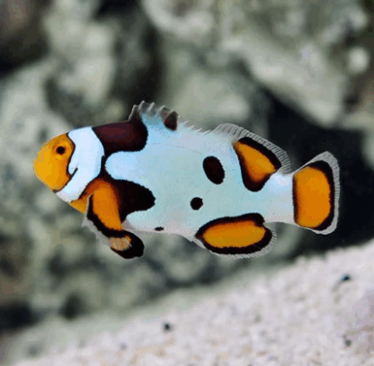 Amphiprion percula- Picasso Percula Clownfish