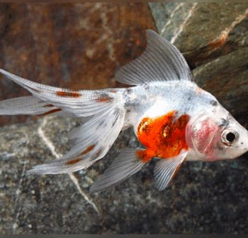 Carassius auratus - Calico Goldfish Fantail 4-5cm