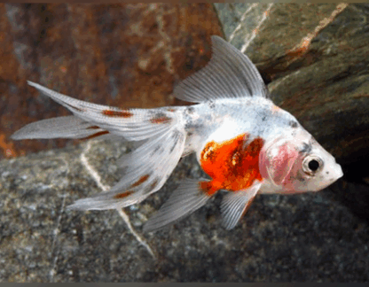 Carassius auratus - Calico Goldfish Fantail 4-5cm
