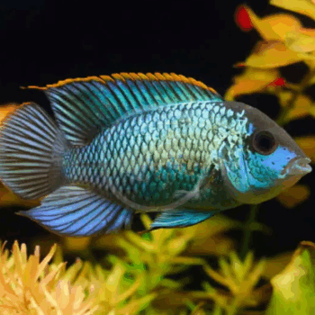 Andinoacara pulcher - Blue Acara M
