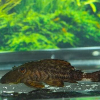Panaque bathiphylus - L090 Papa Pleco 5-6cm
