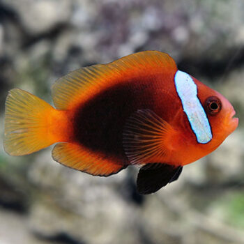 Amphiprion melanopus - Red and Black Anemonefish