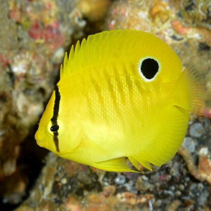 Apolemichthys trimaculatus Juv - Threespot Angelfish