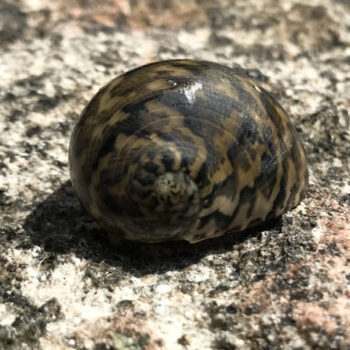 Nerita maxima - maximum nerite