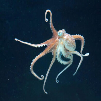 Octopus vulgaris - Common Octopus