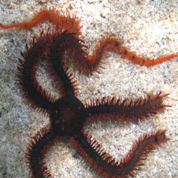 Ophioderma Sp.  - Red Brittle Starfish