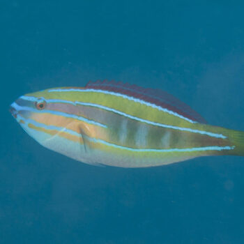 Stethojulis trilineata - Three-ribbon Wrasse