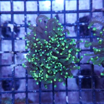 Euphyllia glabrescens N7