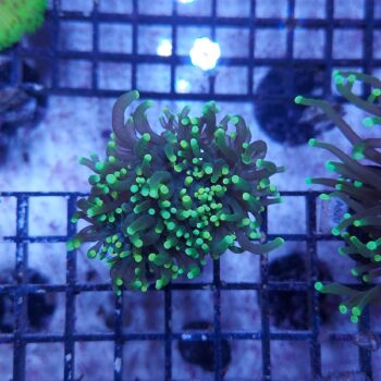 Euphyllia glabrescens B536