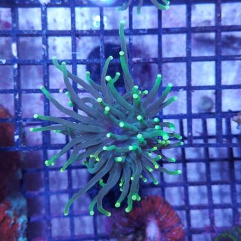 Euphyllia glabrescens A505