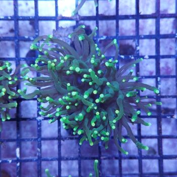 Euphyllia glabrescens N98