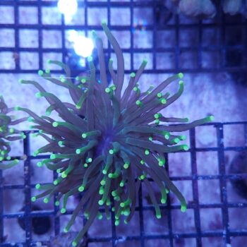 Euphyllia glabrescens A520