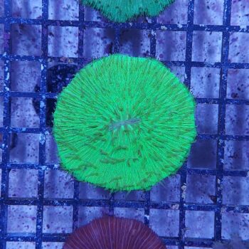 Fungia green (48055)