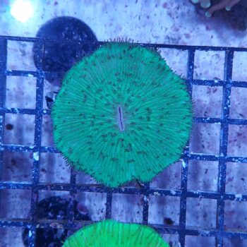 Fungia green (48055)