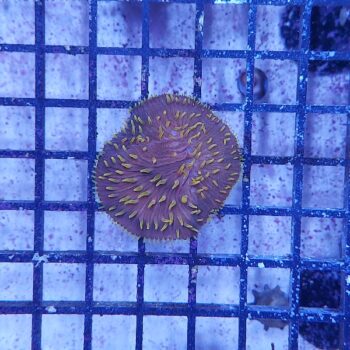 Diaseris fragilis (49121)