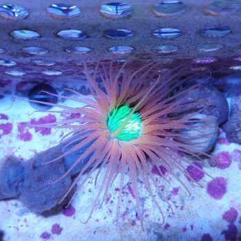 Cerianthus membranaceus pink/green (48797)