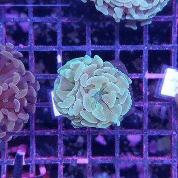 Euphyllia paraancora N20