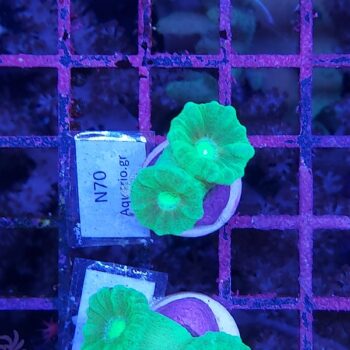 Caulastrea N70