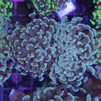Euphyllia paraancora N69