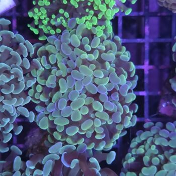 Euphyllia paraancora