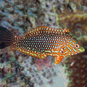 Macropharygodon ornatus- Leopard Matara Wrasse L